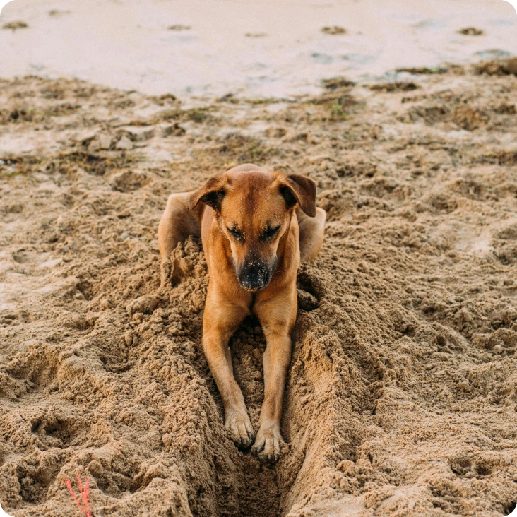 Dog image 2