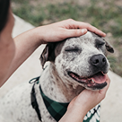 Dog image 4
