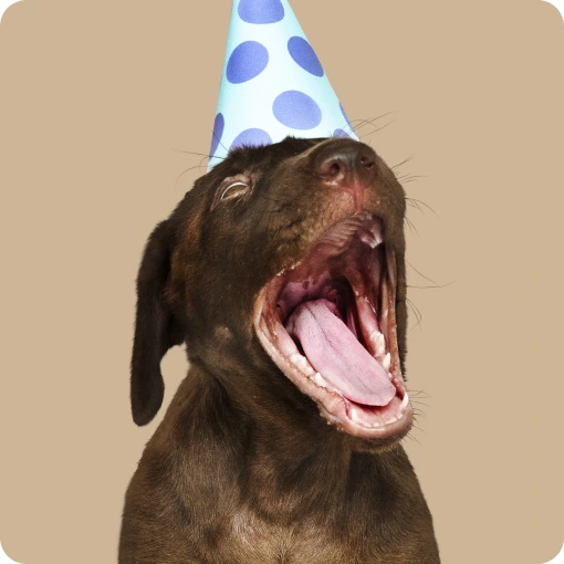 Dog image 5