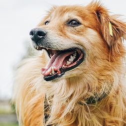 Dog image 6