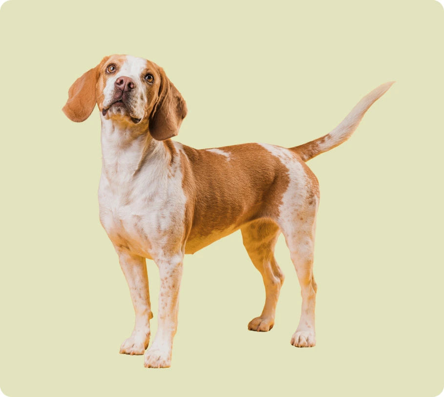 Dog image 7